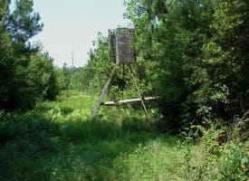 SOLD!! 71 Acres of Hunting Land For Sale in Bladen County NC!
