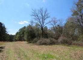 SOLD!  39 Acres of Timber and Hunting Land For Sale in Cumberland County NC!