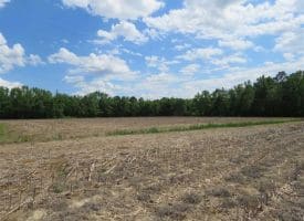 SOLD!!  20 Acres of Farm Land For Sale in Robeson County NC!