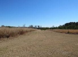 SOLD!!  110 Acres of Farm and Timber Land For Sale in Columbus County NC!