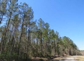 SOLD!!  365 Acres of Timber and Hunting Land For Sale in Columbus County NC!