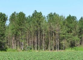 SOLD!!  97 Acres of Farm and Timber Land For Sale in Columbus County NC!