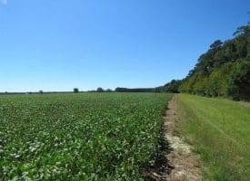 SOLD!!  97 Acres of Farm and Timber Land For Sale in Columbus County NC!