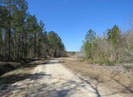 SOLD!!  365 Acres of Timber and Hunting Land For Sale in Columbus County NC!