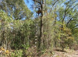 SOLD!!  58 Acres of Farm and Timber Land For Sale in Scotland County NC!