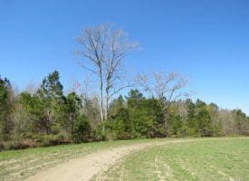 SOLD!!  58 Acres of Farm and Timber Land For Sale in Robeson County NC!