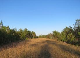 SOLD!!  106 Acres of Residential Farm and Timber Land For Sale in Sampson County NC!