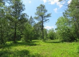 SOLD!!  81 Acres of Hunting and Timber Land For Sale in Brunswick County NC!