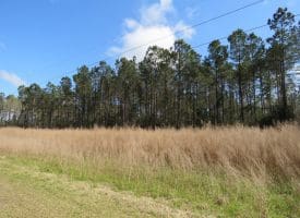 SOLD!!  138 +/- Acres of Farm and Timber Land For Sale in Brunswick County NC!