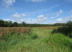 SOLD!  29 Acres of Hunting and Farm Land For Sale in Duplin County NC!