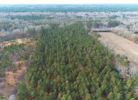 SOLD!!  139 Acres of Timber and Hunting Land For Sale in Hoke County NC!