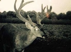 SOLD!!  70 Acres of Farm and Timber Land For Sale in Scotland County NC!