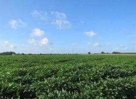 SOLD!!  97 Acres of Farm and Timber Land For Sale in Columbus County NC!