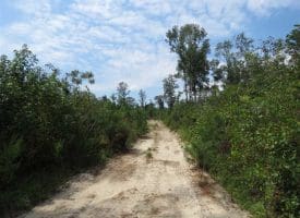 SOLD!!  70 Acres of Farm and Timber Land For Sale in Scotland County NC!