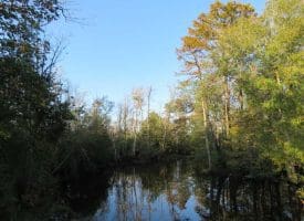 UNDER CONTRACT!  99 Acres of Hunting Land For Sale in Marlboro County SC!