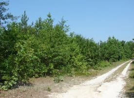 SOLD!! 71 Acres of Hunting Land For Sale in Bladen County NC!