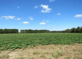 SOLD!!  97 Acres of Farm and Timber Land For Sale in Columbus County NC!