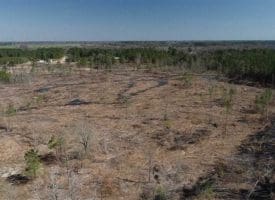 SOLD!!  29 Acres of Hunting and Timber Land For Sale in Robeson County NC!