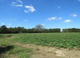SOLD!!  97 Acres of Farm and Timber Land For Sale in Columbus County NC!