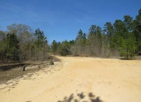 SOLD!!  77 Acres of Hunting Land For Sale in Scotland County NC!