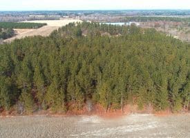 SOLD!!  89 Acres of Timber and Farm Land For Sale in Hoke County NC!