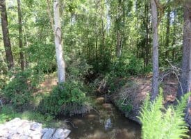 SOLD!!  460 Acres of Timber Land For Sale in Columbus County NC!
