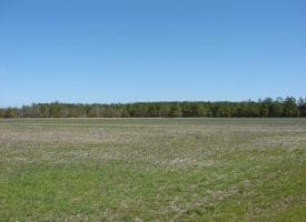 SOLD!!  36 Acres of Farm and Timber Land For Sale in Robeson County NC!