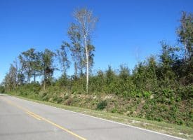 SOLD!!  23 Acres of Hunting Land For Sale in Brunswick County NC!