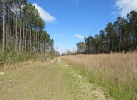 SOLD!!  138 +/- Acres of Farm and Timber Land For Sale in Brunswick County NC!