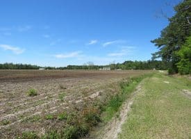 SOLD!! 76 Acres of Farm and Timber Land For Sale in Robeson County NC!