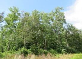 SOLD!!  70 Acres of Farm and Timber Land For Sale in Scotland County NC!