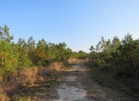 SOLD!!  106 Acres of Residential Farm and Timber Land For Sale in Sampson County NC!