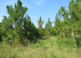 SOLD!! 25 Acres of Timber Land For Sale in Hoke County NC!