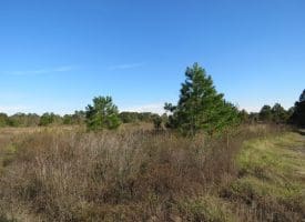 SOLD!!  46 Acres of Recreational Land For Sale in Robeson County NC!