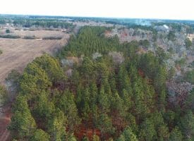 SOLD!!  139 Acres of Timber and Hunting Land For Sale in Hoke County NC!