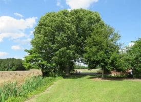 SOLD!!  23 Ac of Farm and Timber Land with Home and Outbuildings in Robeson Co NC!