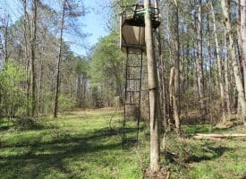 SOLD!  39 Acres of Timber and Hunting Land For Sale in Cumberland County NC!