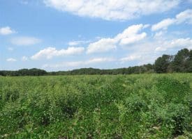 SOLD!!  70 Acres of Farm and Timber Land For Sale in Scotland County NC!