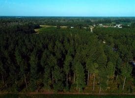 SOLD!!  12 Acres of Timber Land For Sale in Robeson County NC!