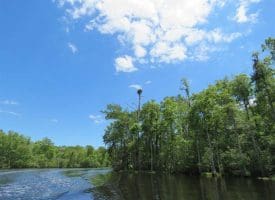 SOLD!! 65 Acres of Hunting and Residential Land For Sale in Horry County SC!