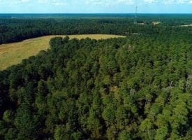 SOLD!!  18 Acres of  Timber and Hunting Land For Sale in Columbus County NC!