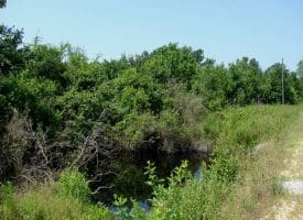 SOLD!! 71 Acres of Hunting Land For Sale in Bladen County NC!
