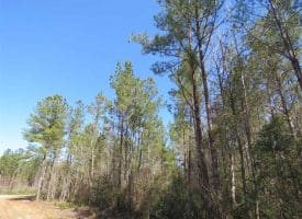 SOLD!!  365 Acres of Timber and Hunting Land For Sale in Columbus County NC!