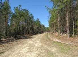 SOLD!!  365 Acres of Timber and Hunting Land For Sale in Columbus County NC!