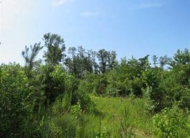 SOLD!!  70 Acres of Farm and Timber Land For Sale in Scotland County NC!