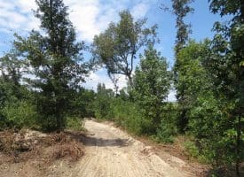 SOLD!!  70 Acres of Farm and Timber Land For Sale in Scotland County NC!