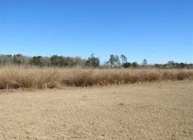 SOLD!!  110 Acres of Farm and Timber Land For Sale in Columbus County NC!