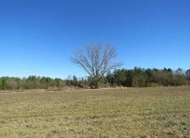 SOLD!!  50 Acres of Farm and Timber Land For Sale in Cumberland County NC!