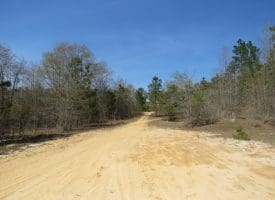 SOLD!!  77 Acres of Hunting Land For Sale in Scotland County NC!