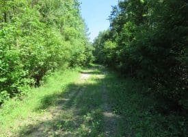 SOLD!!  460 Acres of Timber Land For Sale in Columbus County NC!